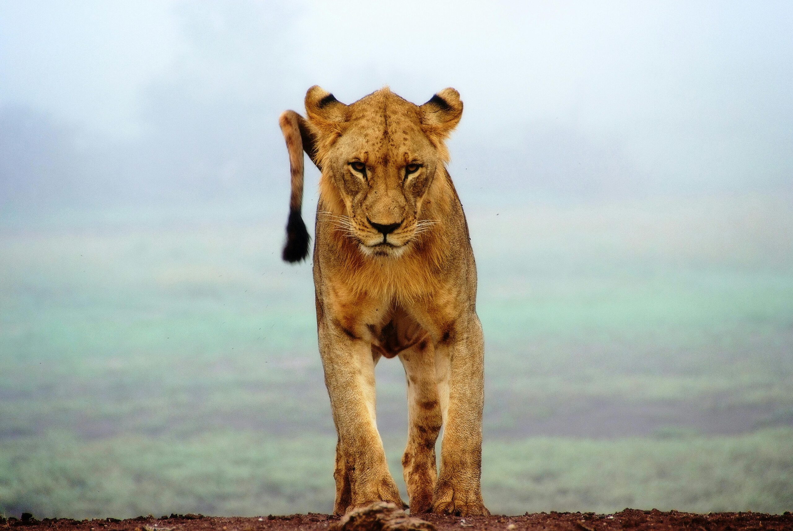 A majestic lioness explores the misty savannah in Tsavo, Kenya, showcasing wildlife beauty.